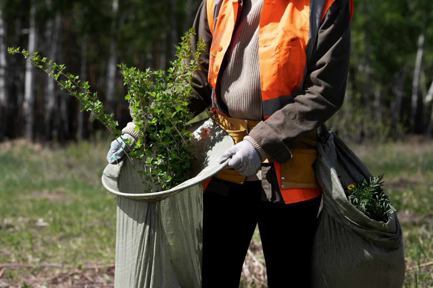 Reliable Rolla, MO Tree Service Solutions